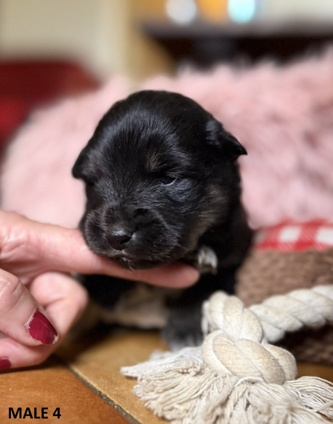 du Domaine du Chai de Majolan - Chiots disponibles - Chien finnois de Laponie