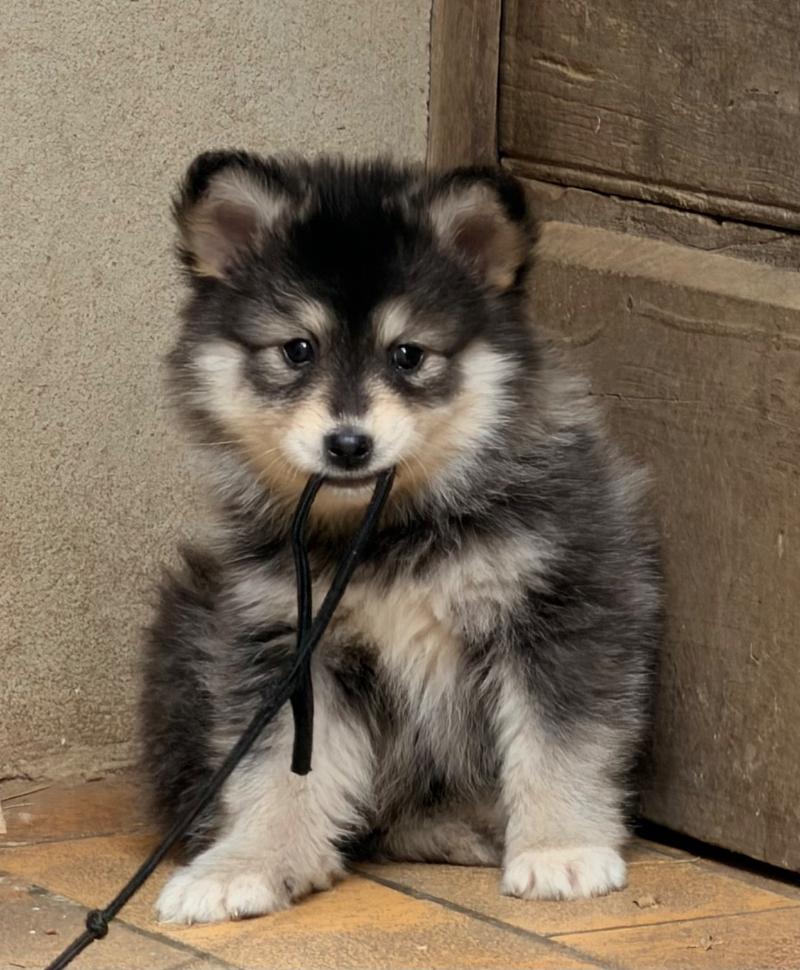 du Domaine du Chai de Majolan - Chiots disponibles - Chien finnois de Laponie