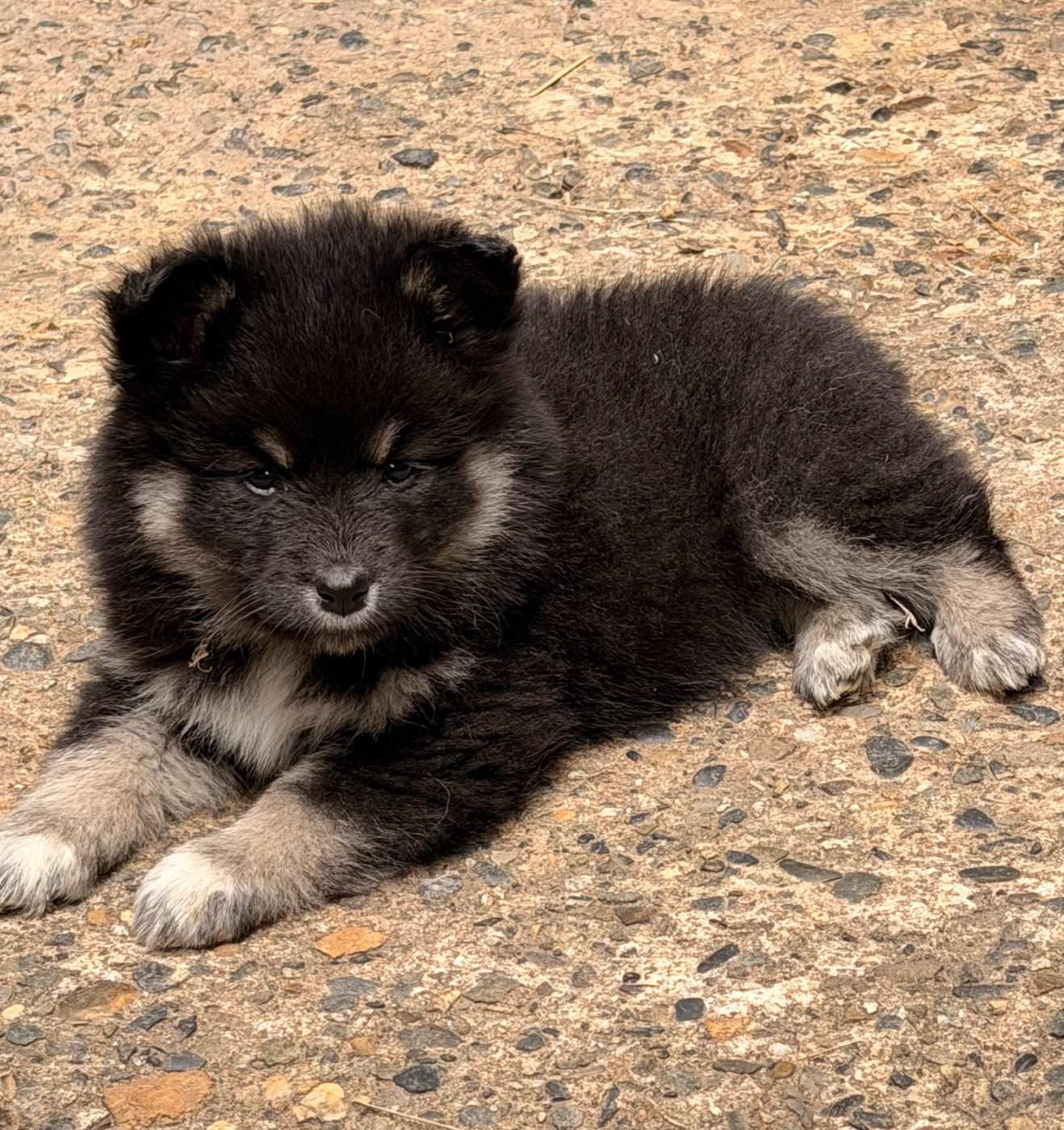 du Domaine du Chai de Majolan - Chiots disponibles - Chien finnois de Laponie