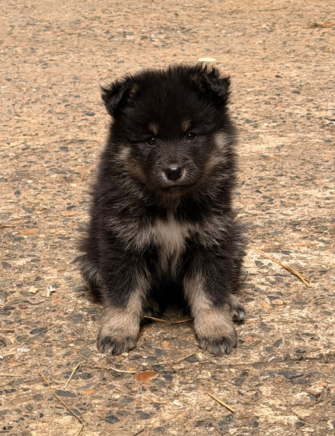 du Domaine du Chai de Majolan - Chiots disponibles - Chien finnois de Laponie