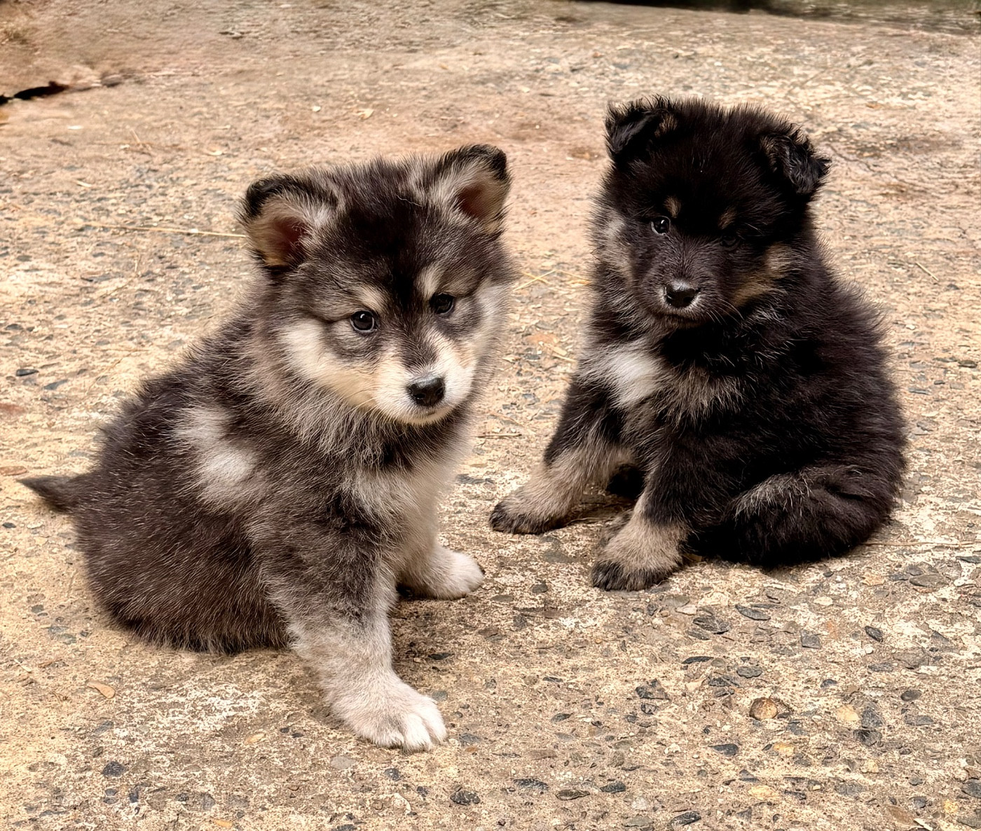du Domaine du Chai de Majolan - Chiots disponibles - Chien finnois de Laponie