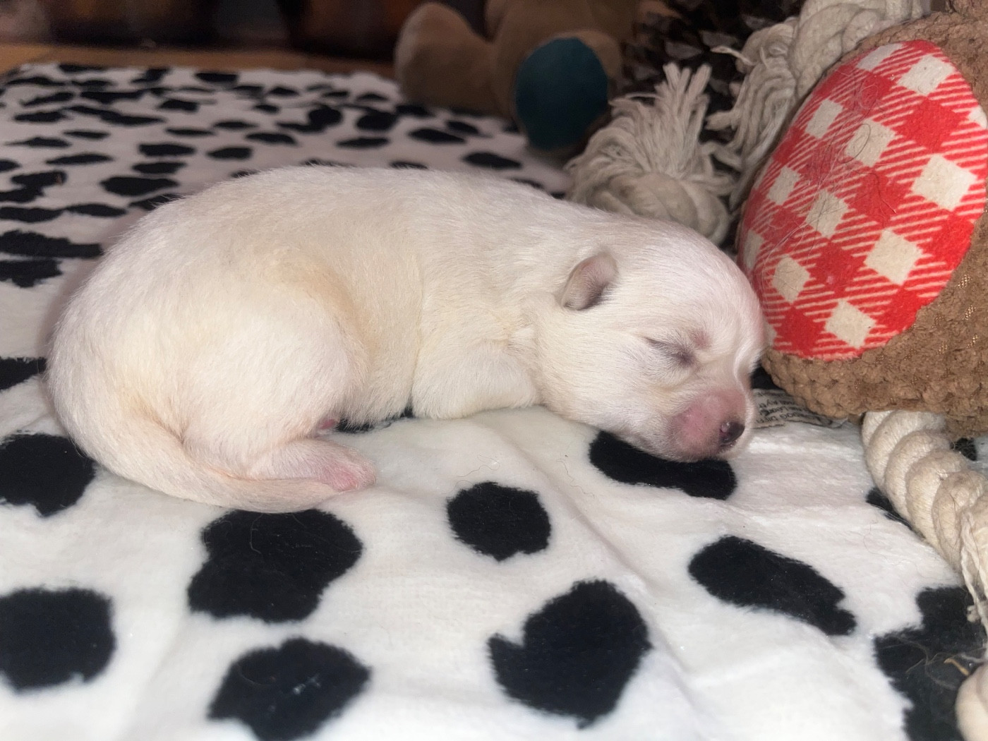 du Domaine du Chai de Majolan - Chiots disponibles - Coton de Tulear
