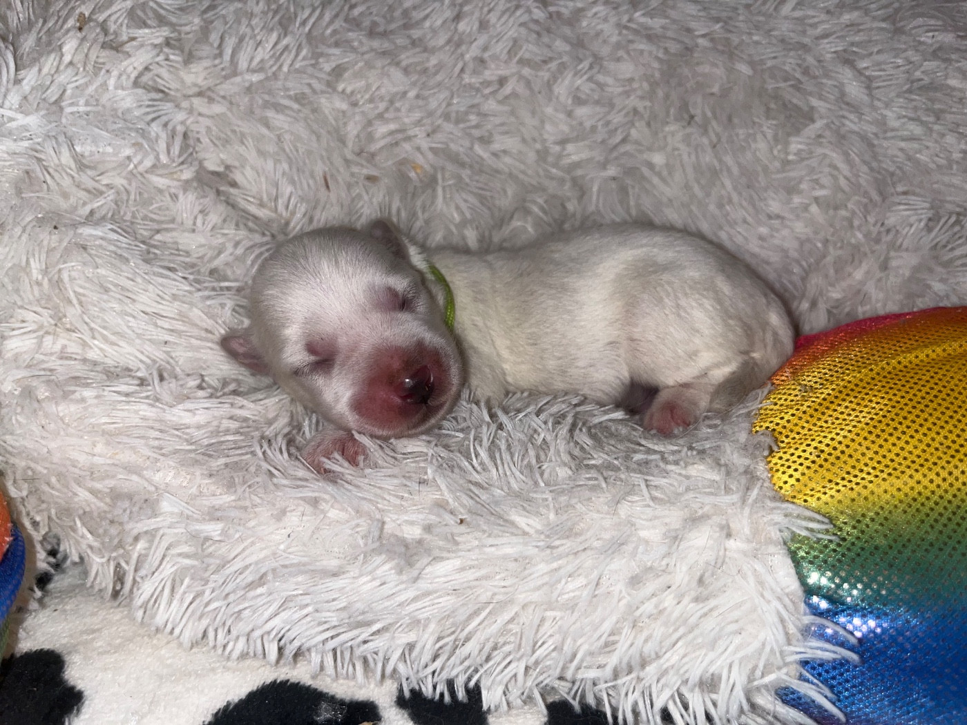 du Domaine du Chai de Majolan - Chiots disponibles - Coton de Tulear