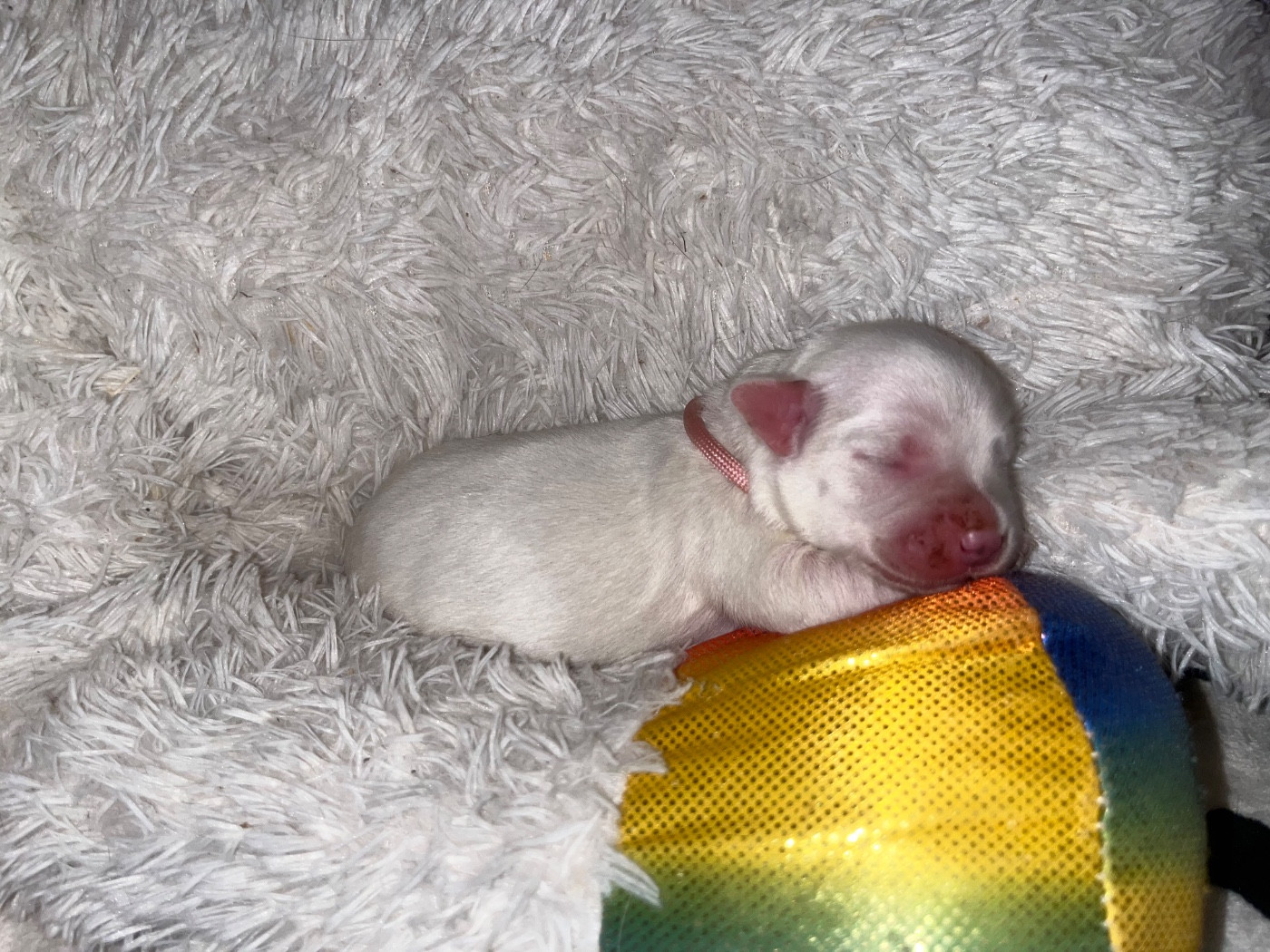 du Domaine du Chai de Majolan - Chiots disponibles - Coton de Tulear