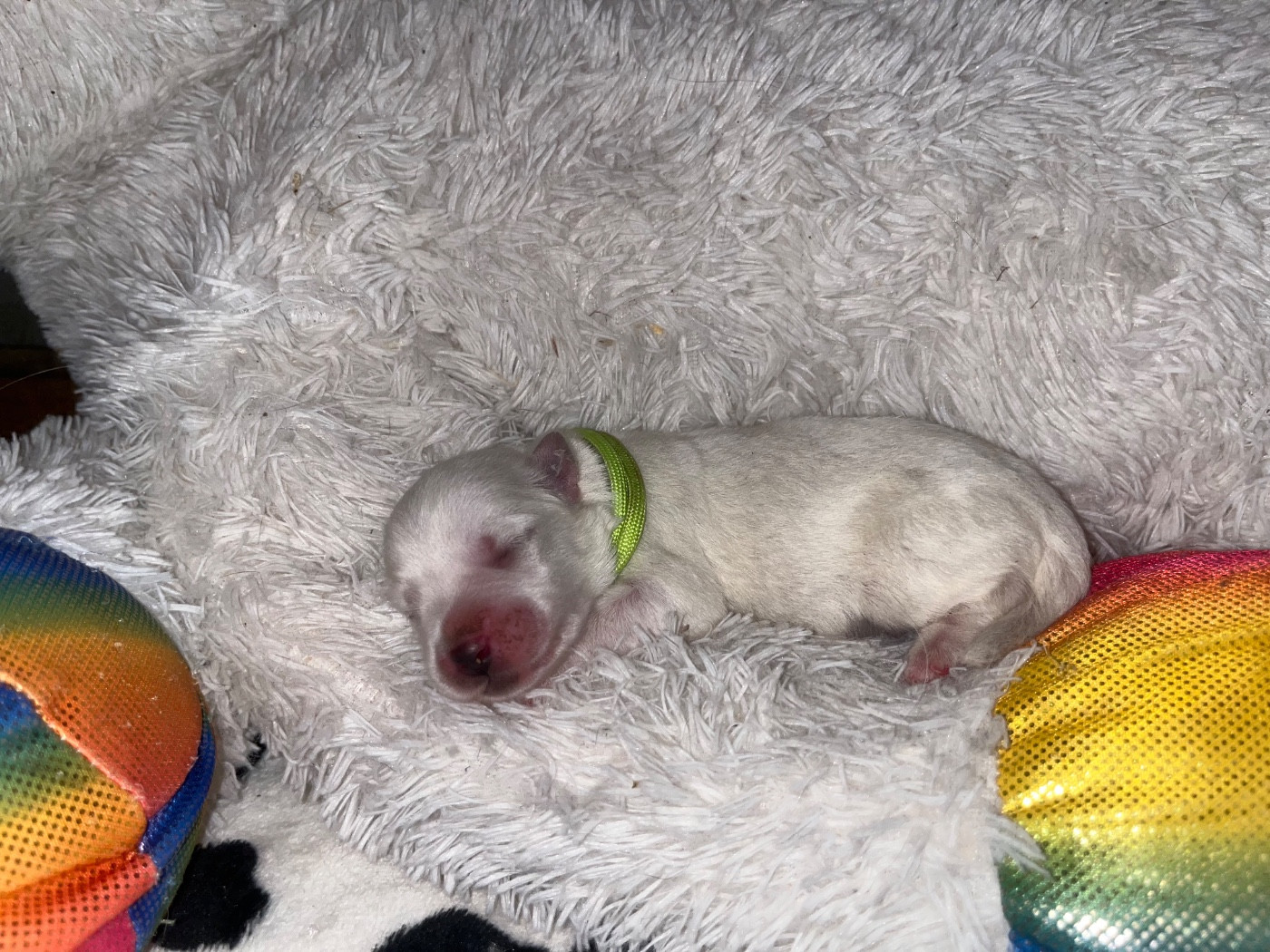 du Domaine du Chai de Majolan - Chiots disponibles - Coton de Tulear