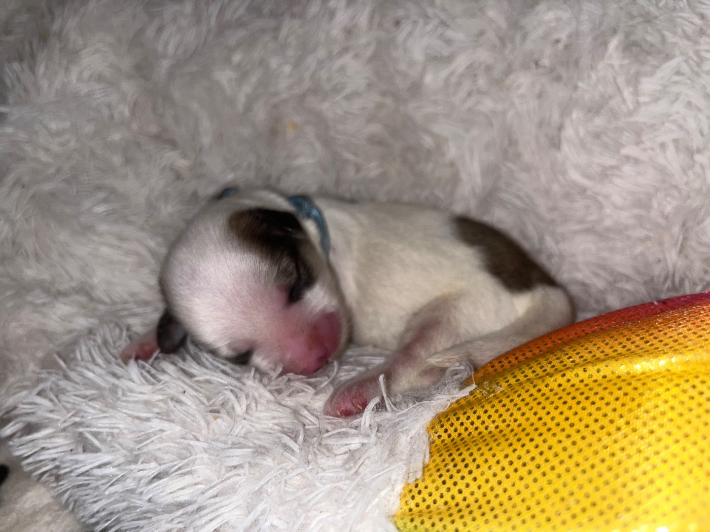 du Domaine du Chai de Majolan - Chiots disponibles - Coton de Tulear