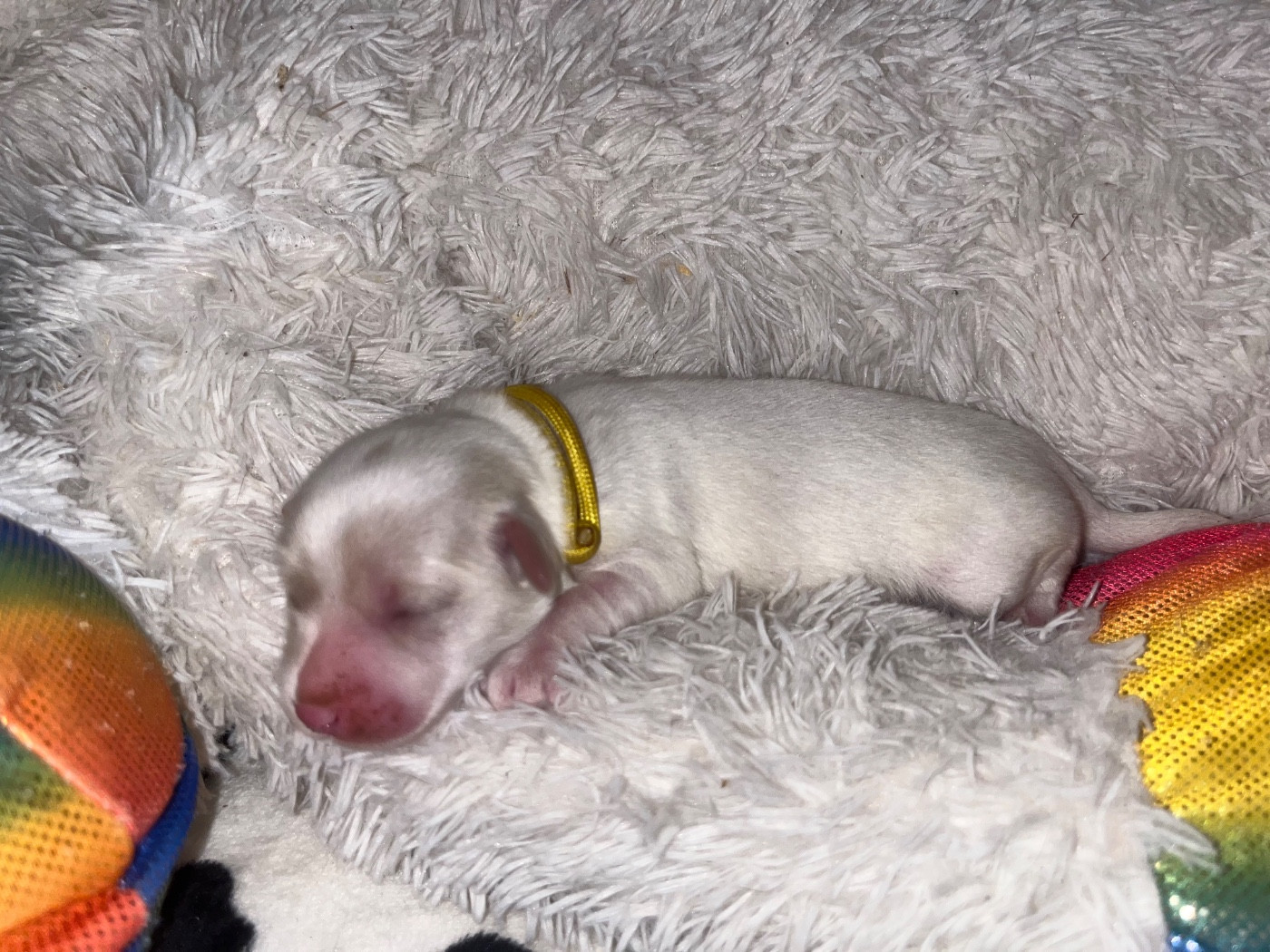 du Domaine du Chai de Majolan - Chiots disponibles - Coton de Tulear