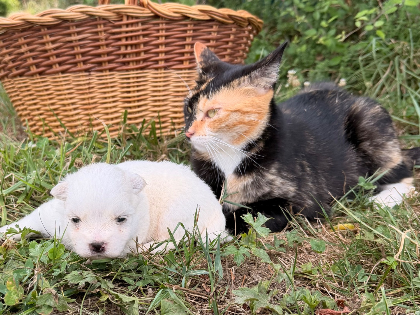 Chiot Coton de Tulear du Domaine du Chai de Majolan