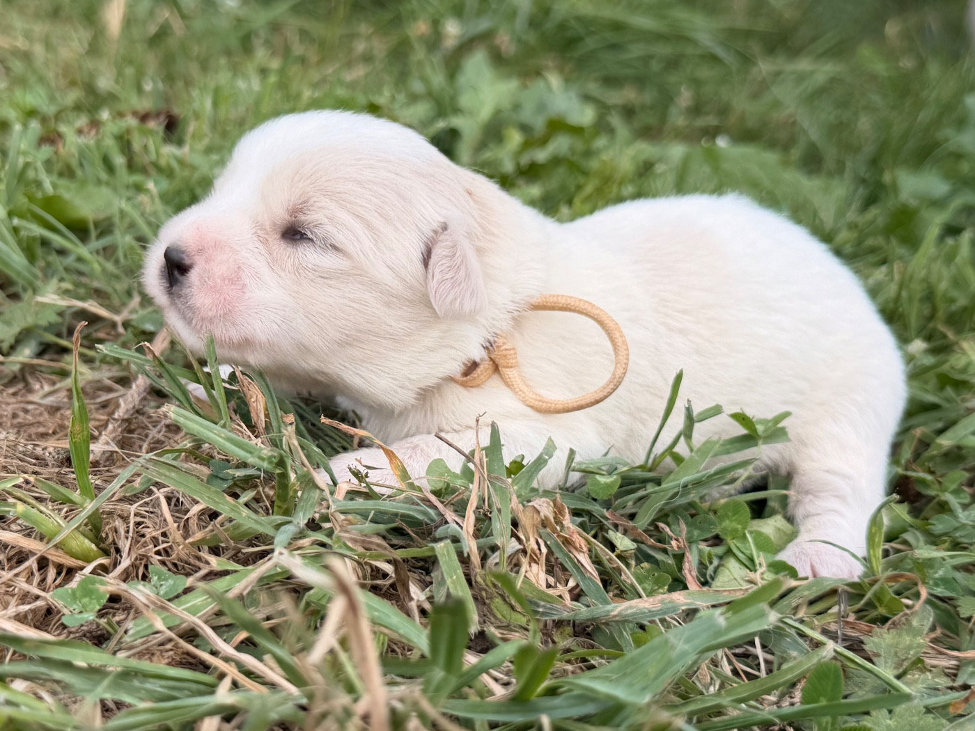CHIOT 2