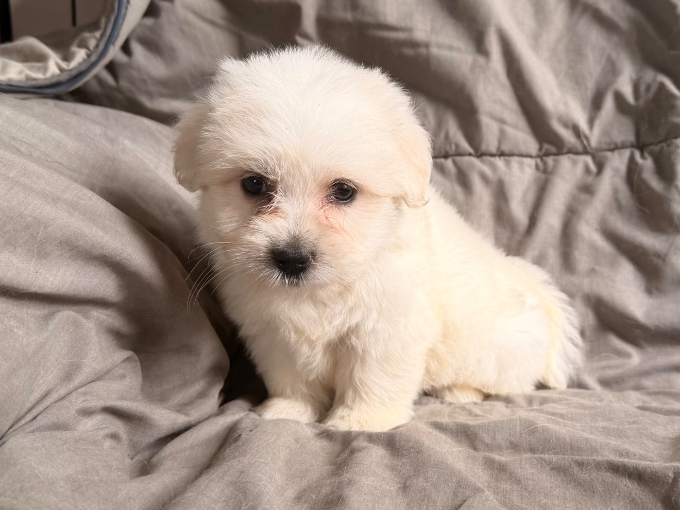 du Domaine du Chai de Majolan - Chiots disponibles - Coton de Tulear