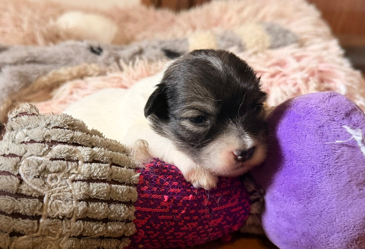 du Domaine du Chai de Majolan - Chiots disponibles - Coton de Tulear