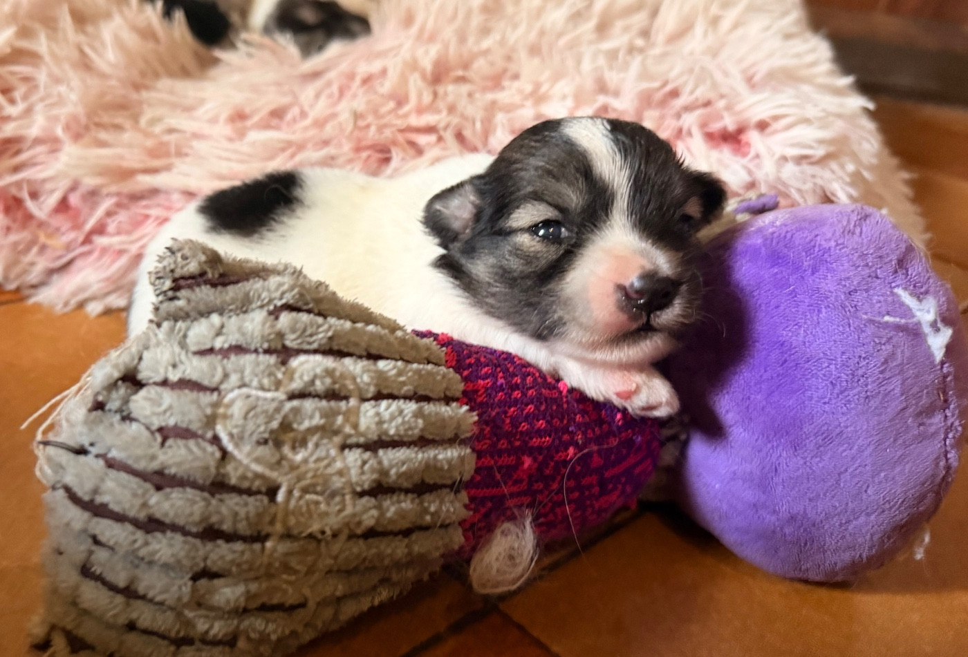 du Domaine du Chai de Majolan - Chiots disponibles - Coton de Tulear