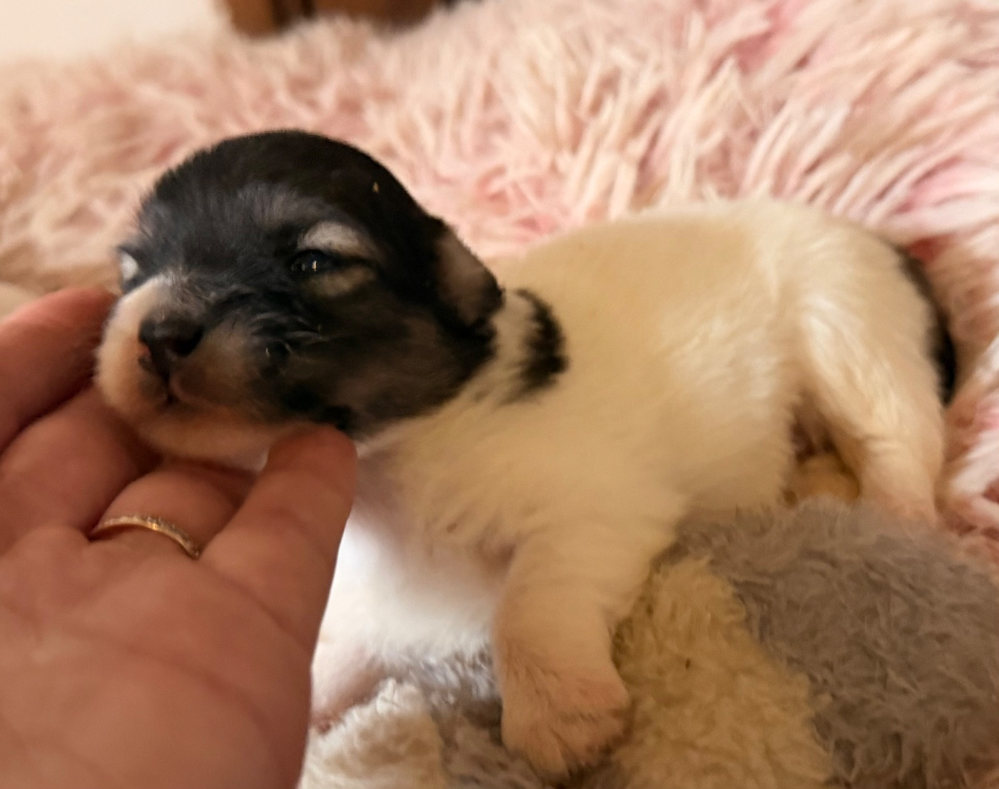 du Domaine du Chai de Majolan - Chiots disponibles - Coton de Tulear