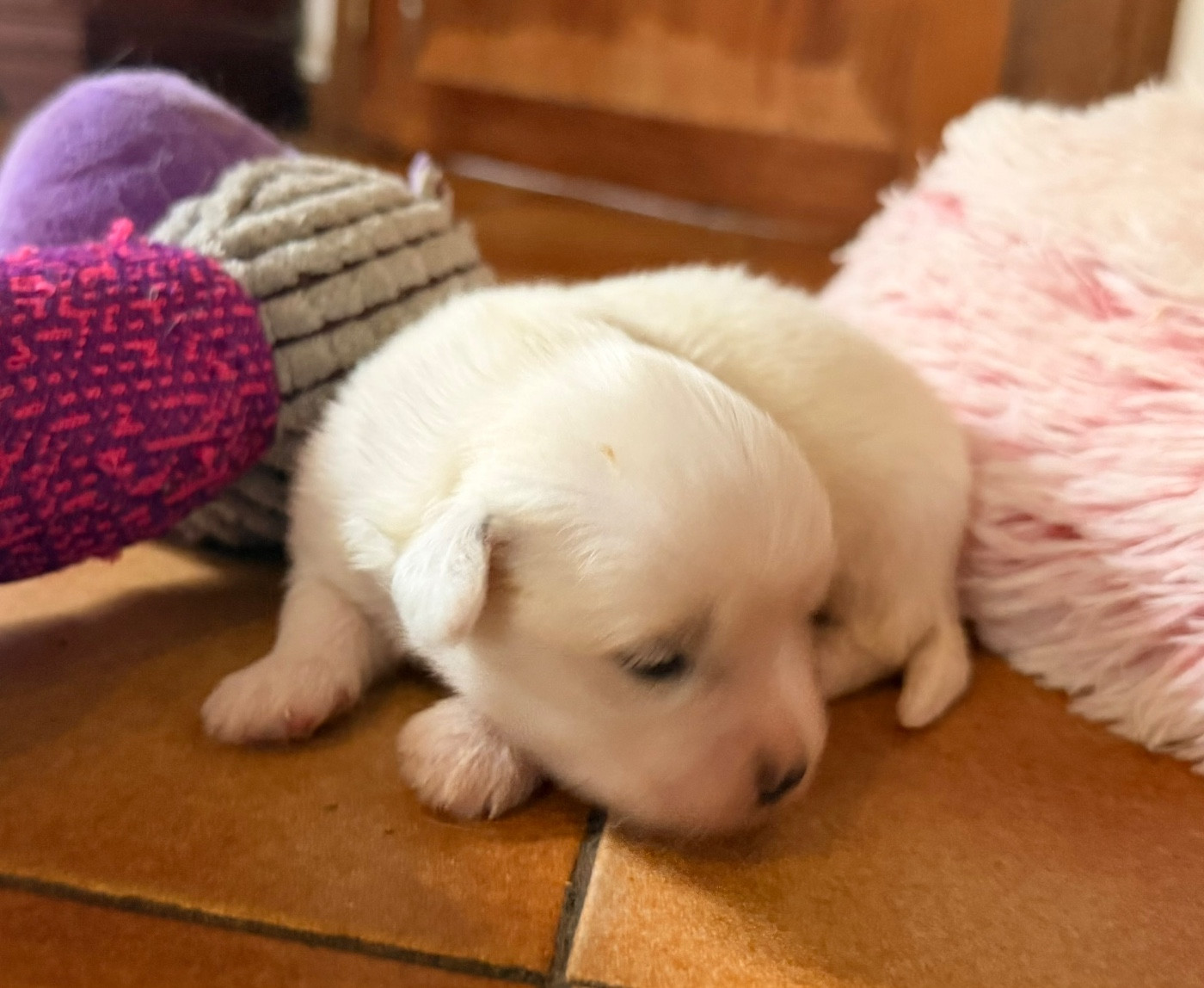 du Domaine du Chai de Majolan - Chiots disponibles - Coton de Tulear