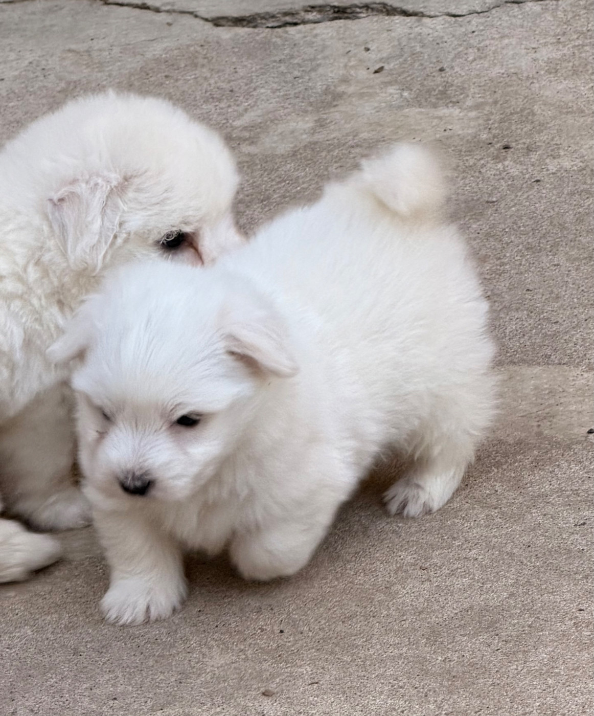 du Domaine du Chai de Majolan - Chiots disponibles - Coton de Tulear