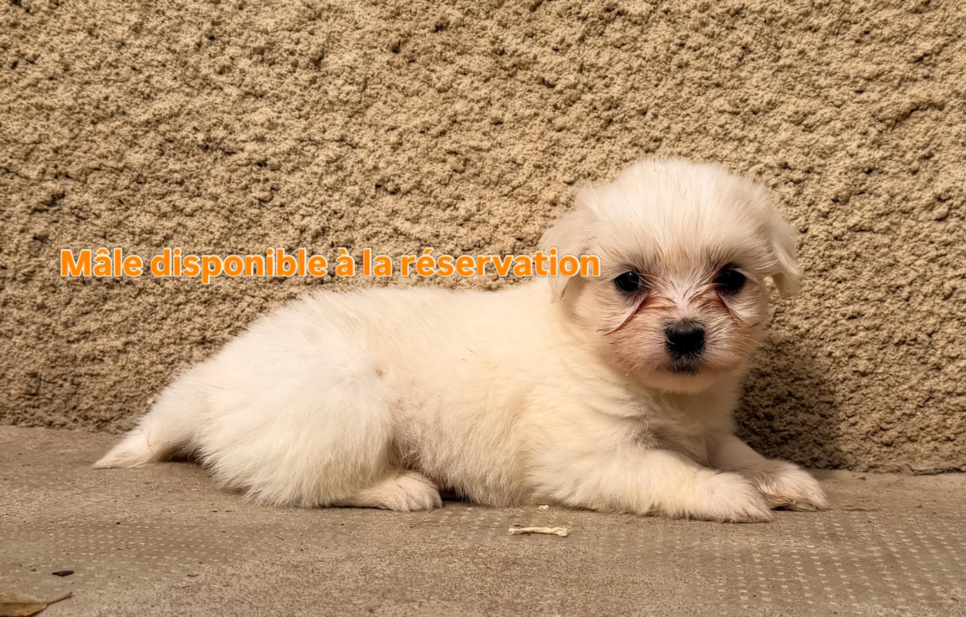 du Domaine du Chai de Majolan - Chiots disponibles - Coton de Tulear