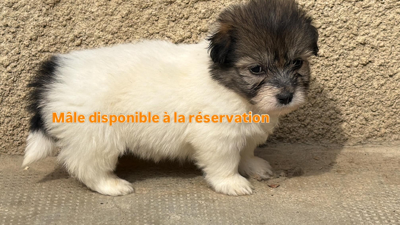 du Domaine du Chai de Majolan - Chiots disponibles - Coton de Tulear