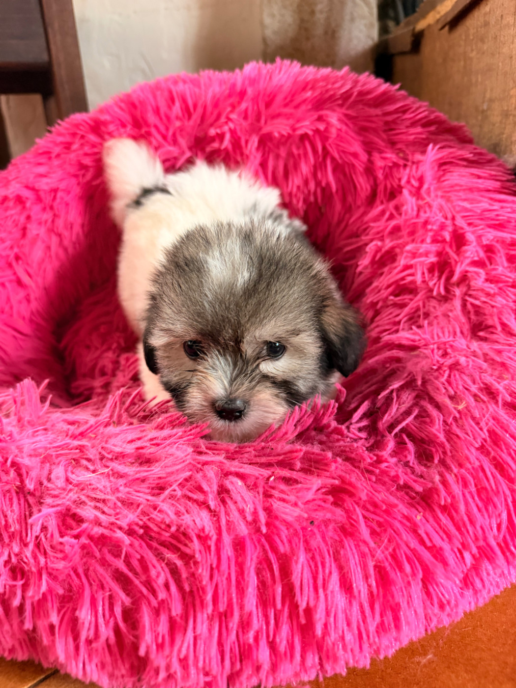 du Domaine du Chai de Majolan - Chiots disponibles - Coton de Tulear