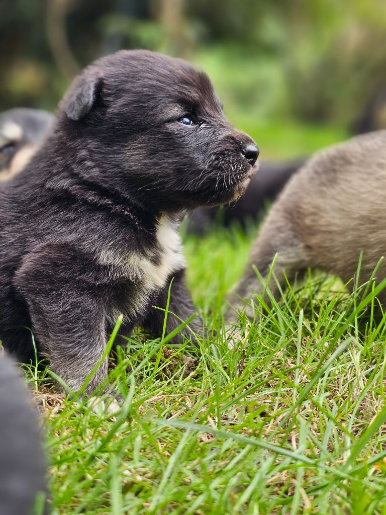 du Domaine du Chai de Majolan - Chiots disponibles - Chien finnois de Laponie