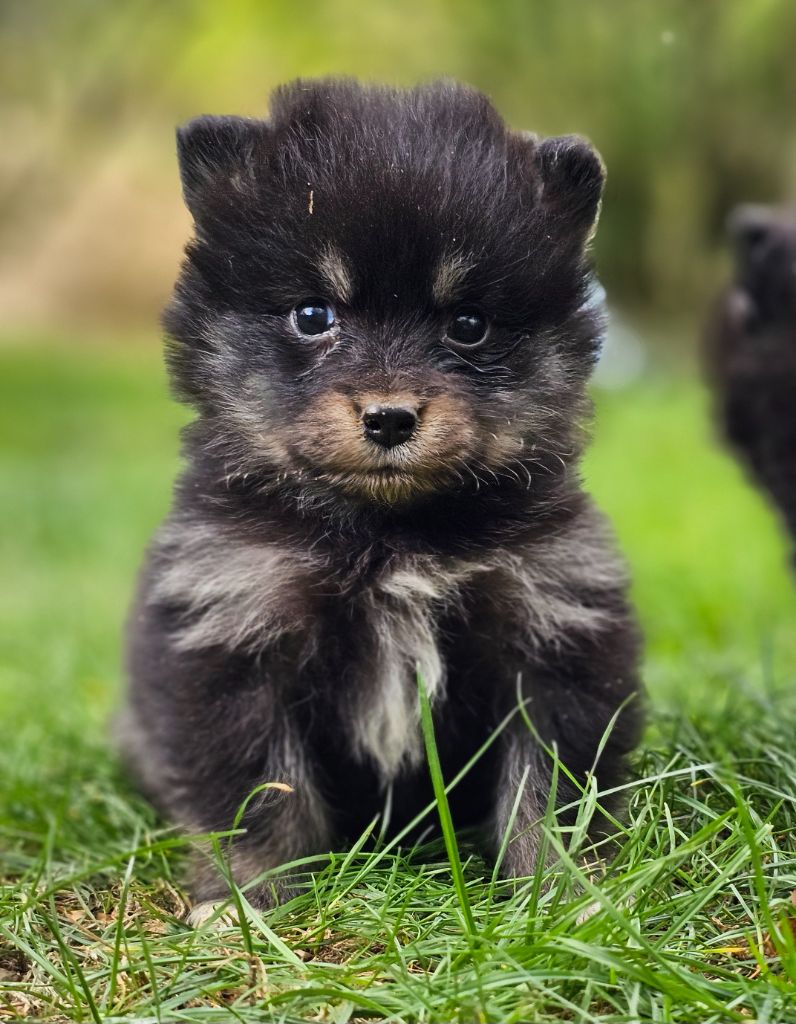 du Domaine du Chai de Majolan - Chiots disponibles - Chien finnois de Laponie