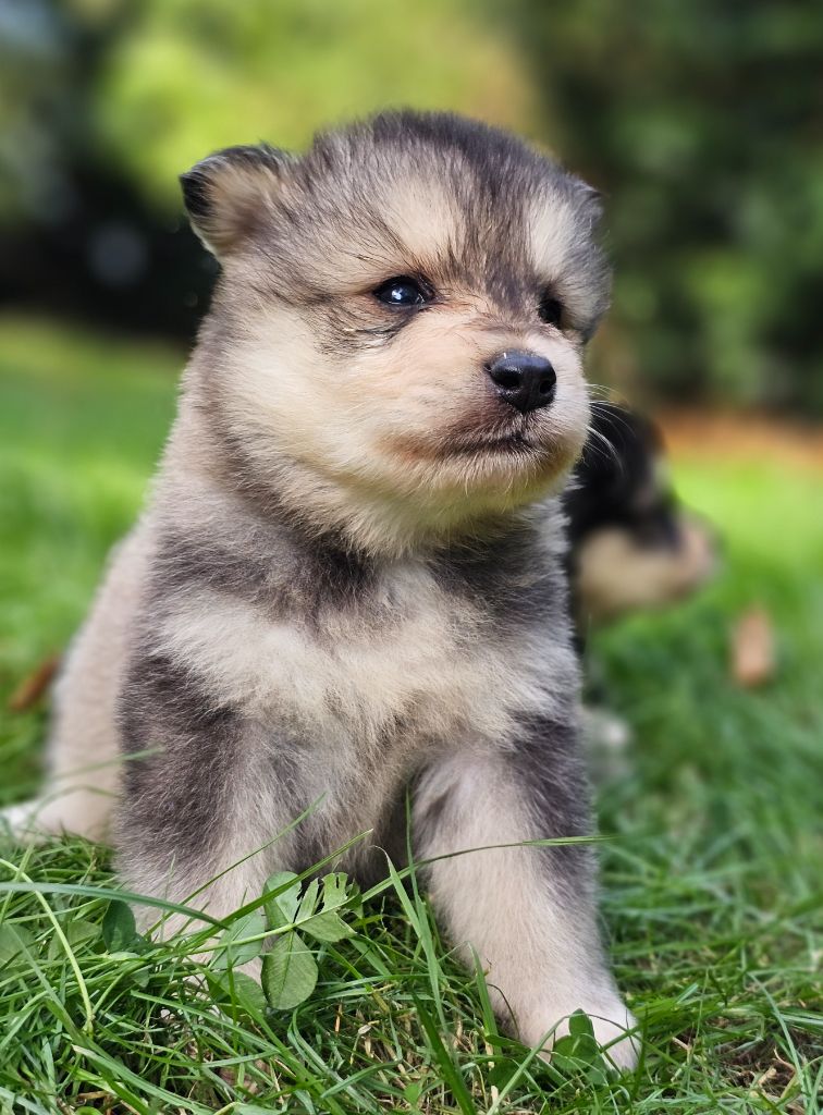 du Domaine du Chai de Majolan - Chiots disponibles - Chien finnois de Laponie