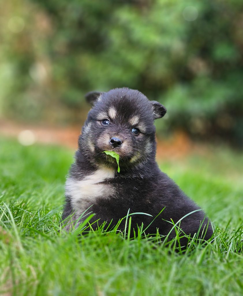 du Domaine du Chai de Majolan - Chiots disponibles - Chien finnois de Laponie