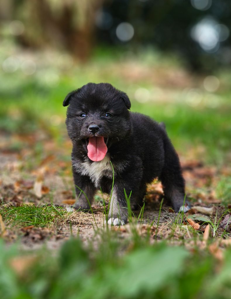 du Domaine du Chai de Majolan - Chiots disponibles - Chien finnois de Laponie