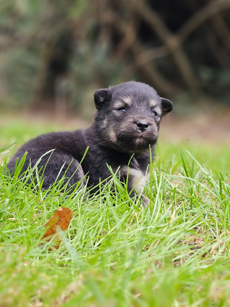 du Domaine du Chai de Majolan - Chiots disponibles - Chien finnois de Laponie