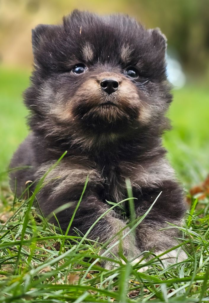 du Domaine du Chai de Majolan - Chiots disponibles - Chien finnois de Laponie