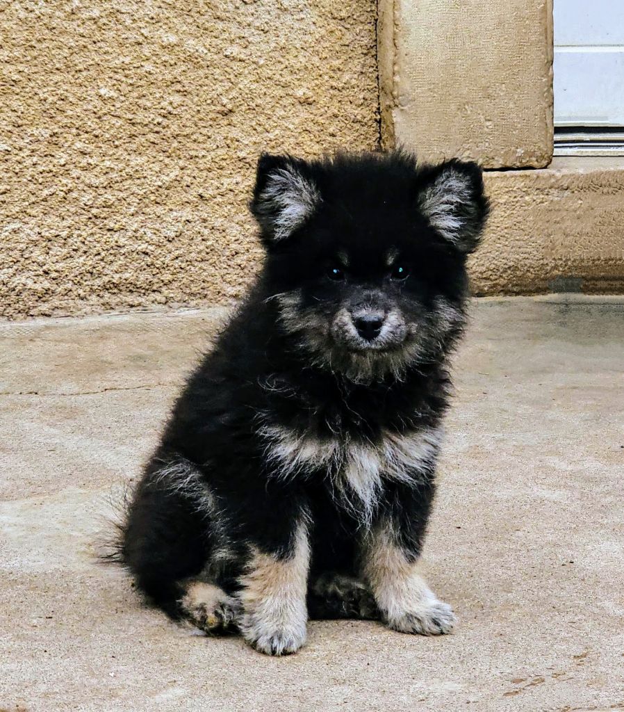 du Domaine du Chai de Majolan - Chiots disponibles - Chien finnois de Laponie