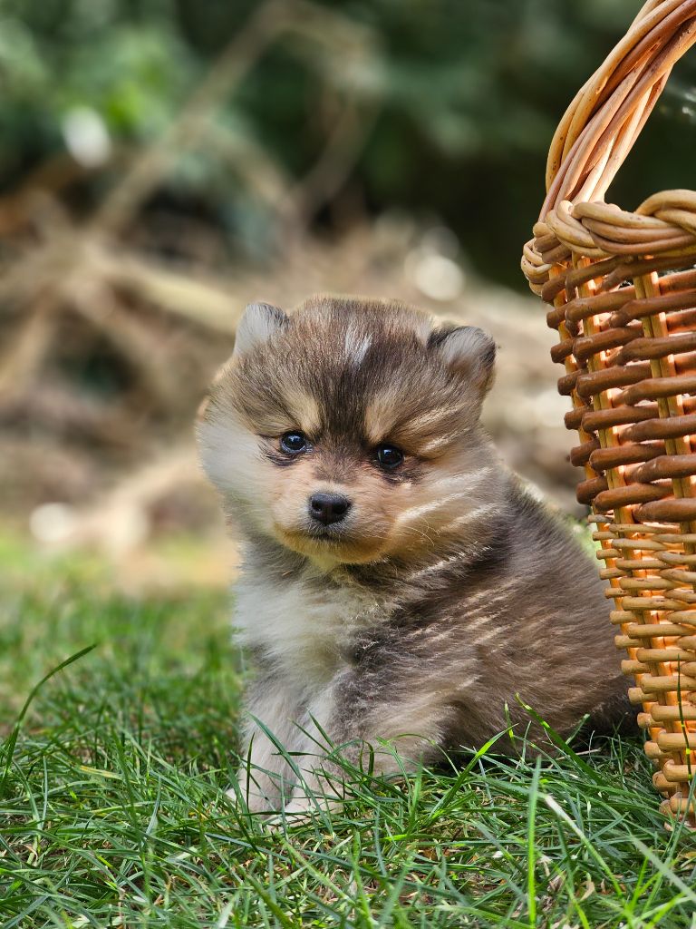 du Domaine du Chai de Majolan - Chiots disponibles - Chien finnois de Laponie