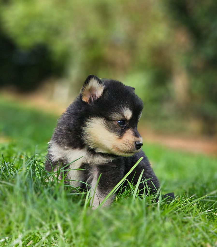 du Domaine du Chai de Majolan - Chiots disponibles - Chien finnois de Laponie