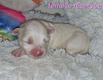 CHIOT 2