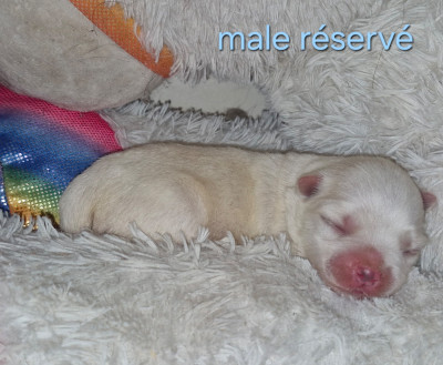 CHIOT 3