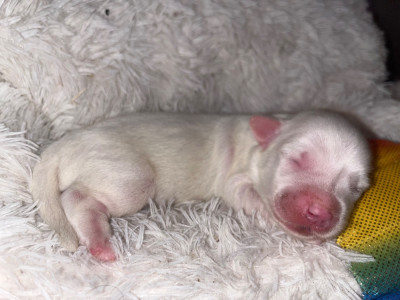 CHIOT 1