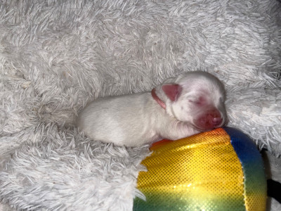 CHIOT 3