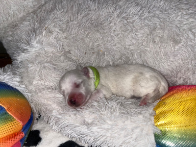 CHIOT 4