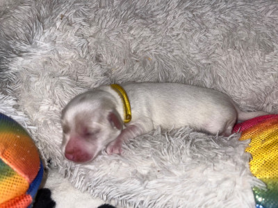 CHIOT 6