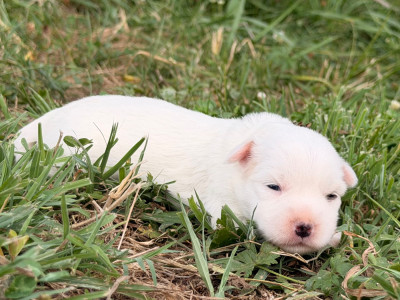 CHIOT 1
