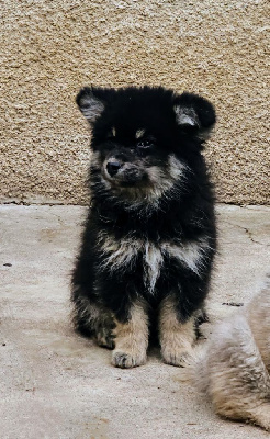 Altesse     CHIOT 3
