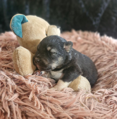 CHIOT 5