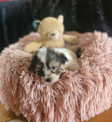 CHIOT 2