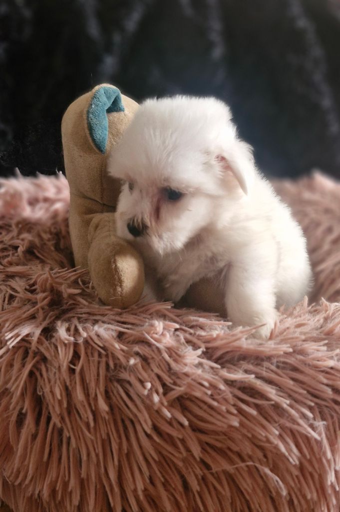 du Domaine du Chai de Majolan - Chiots disponibles - Coton de Tulear