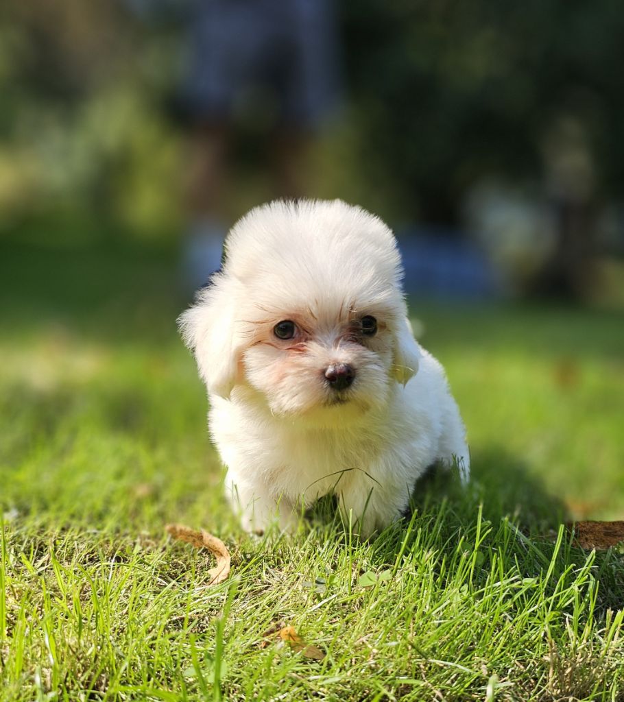 du Domaine du Chai de Majolan - Chiots disponibles - Coton de Tulear