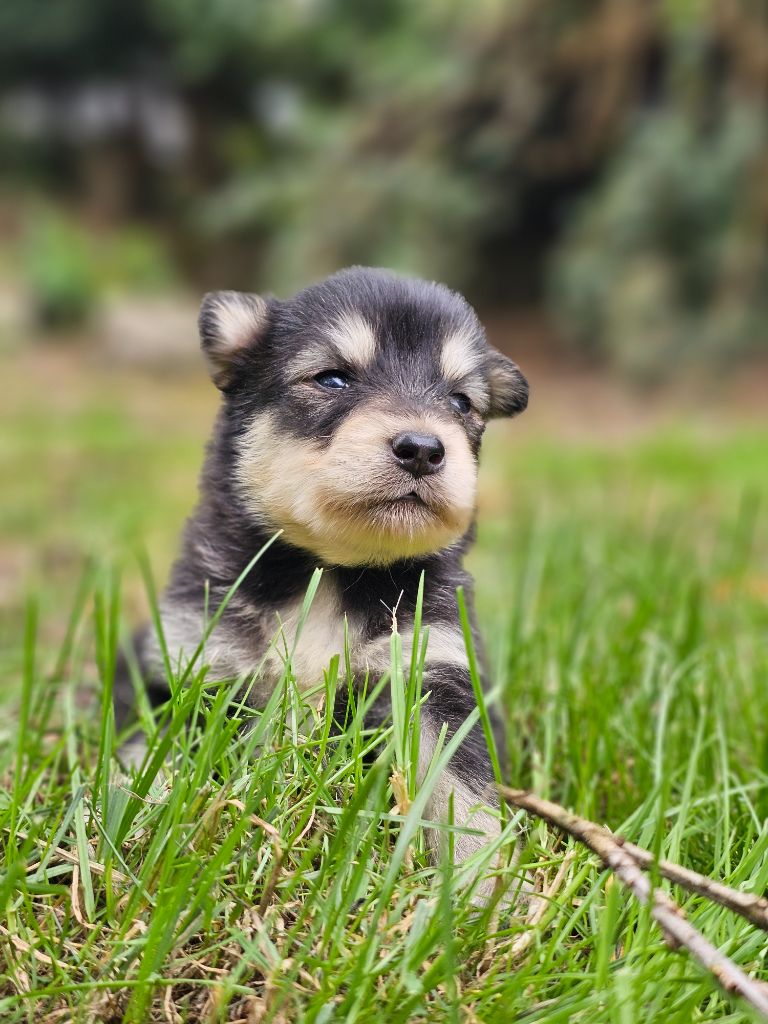 du Domaine du Chai de Majolan - Chiots disponibles - Chien finnois de Laponie