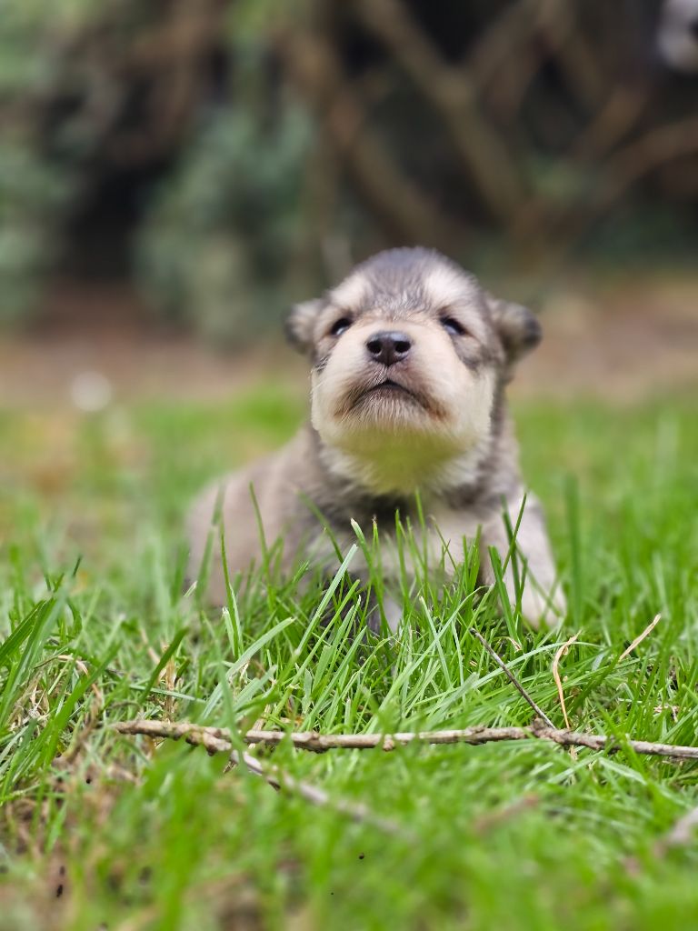 du Domaine du Chai de Majolan - Chiots disponibles - Chien finnois de Laponie