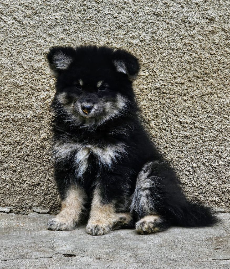 du Domaine du Chai de Majolan - Chiots disponibles - Chien finnois de Laponie